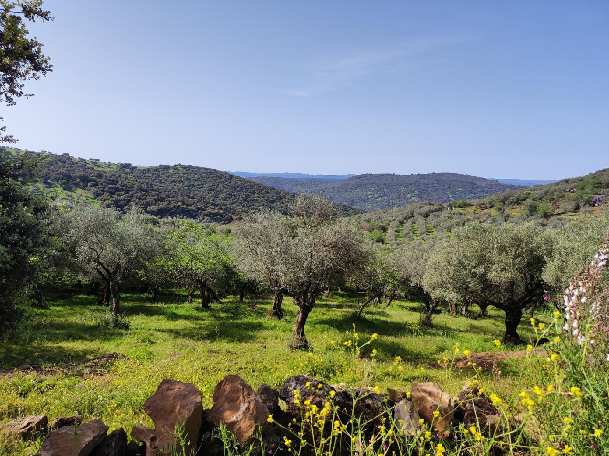 Вілла La Martela De Fuentes Casa De Diseno Rural Fuentes De Leon Екстер'єр фото